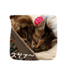 猫のフレイア-01-（個別スタンプ：5）