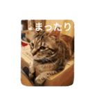 猫のフレイア-01-（個別スタンプ：12）