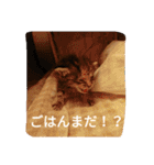 猫のフレイア-01-（個別スタンプ：21）