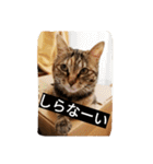 猫のフレイア-01-（個別スタンプ：24）