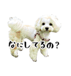 むぎちゃんとMIXなお友達 2017年5月編（個別スタンプ：28）