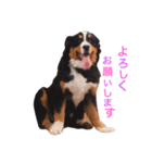 ロッキー君といっしょ（個別スタンプ：5）
