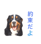 ロッキー君といっしょ（個別スタンプ：7）