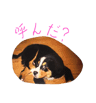 ロッキー君といっしょ（個別スタンプ：21）