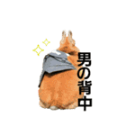 うさもふスタンプ   お友達と一緒3（個別スタンプ：4）