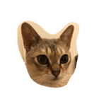 こまめ猫（個別スタンプ：1）
