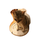 こまめ猫（個別スタンプ：4）