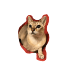 こまめ猫（個別スタンプ：5）
