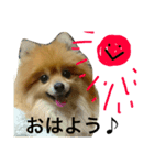 マロにメロメロ（個別スタンプ：8）