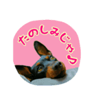 わらわはLottiなのじゃ part 2（個別スタンプ：9）