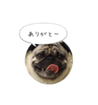 ぺげおれおのあいさつ（個別スタンプ：3）