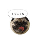 ぺげおれおのあいさつ（個別スタンプ：4）