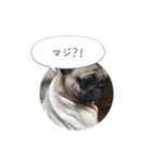 ぺげおれおのあいさつ（個別スタンプ：5）