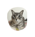 うちの猫 ぷーちゃんスタンプ（個別スタンプ：1）