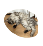 うちの猫 ぷーちゃんスタンプ（個別スタンプ：2）