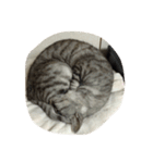 うちの猫 ぷーちゃんスタンプ（個別スタンプ：8）