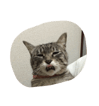 うちの猫 ぷーちゃんスタンプ（個別スタンプ：15）