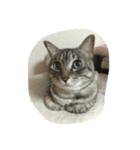 うちの猫 ぷーちゃんスタンプ（個別スタンプ：18）