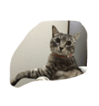うちの猫 ぷーちゃんスタンプ（個別スタンプ：20）