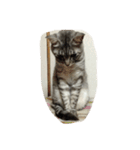 うちの猫 ぷーちゃんスタンプ（個別スタンプ：22）