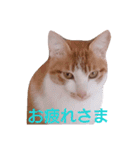もんちゃんのスタンプ 日常編（個別スタンプ：5）