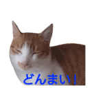 もんちゃんのスタンプ 日常編（個別スタンプ：6）