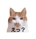 もんちゃんのスタンプ 日常編（個別スタンプ：8）