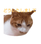 もんちゃんのスタンプ 日常編（個別スタンプ：11）