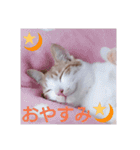 もんちゃんのスタンプ 日常編（個別スタンプ：18）