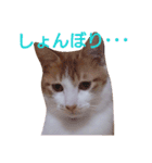 もんちゃんのスタンプ 日常編（個別スタンプ：20）