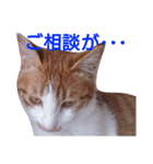 もんちゃんのスタンプ 日常編（個別スタンプ：21）