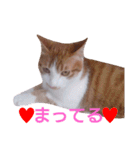 もんちゃんのスタンプ 日常編（個別スタンプ：23）