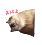 猫様の日常会話 Sasuke and Hime（個別スタンプ：2）