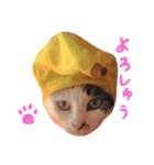 猫様の日常会話 Sasuke and Hime（個別スタンプ：9）
