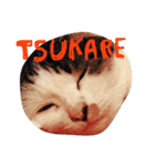 猫様の日常会話 Sasuke and Hime（個別スタンプ：16）