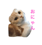 スコにゃんのかわいいスタンプ（個別スタンプ：1）