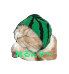 スコにゃんのかわいいスタンプ（個別スタンプ：3）