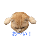 スコにゃんのかわいいスタンプ（個別スタンプ：4）
