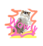 わんわんつぶやきイングリッシュ1（個別スタンプ：3）