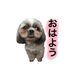 ココ＆ヴィヴィ（個別スタンプ：1）