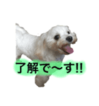 ココ＆ヴィヴィ（個別スタンプ：4）