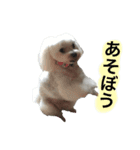 ココ＆ヴィヴィ（個別スタンプ：6）