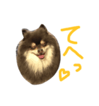 チョコタンポメラニアンのポッキー君（個別スタンプ：7）