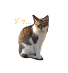 かつみれ Ver.001（個別スタンプ：2）
