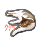 かつみれ Ver.001（個別スタンプ：6）