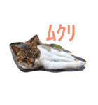 かつみれ Ver.001（個別スタンプ：10）