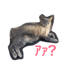 かつみれ Ver.001（個別スタンプ：13）