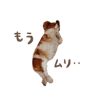 変顔キャバリア（個別スタンプ：13）