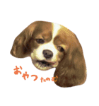 変顔キャバリア（個別スタンプ：17）