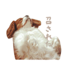 変顔キャバリア（個別スタンプ：19）